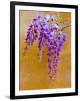 Wisteria Blooming in Spring, Sonoma Valley, California, USA-Julie Eggers-Framed Photographic Print