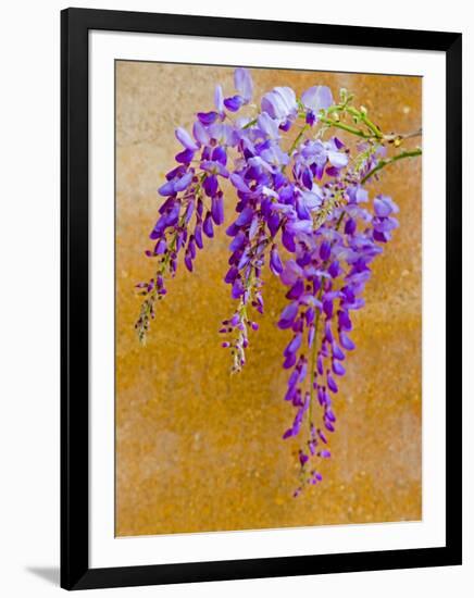 Wisteria Blooming in Spring, Sonoma Valley, California, USA-Julie Eggers-Framed Photographic Print