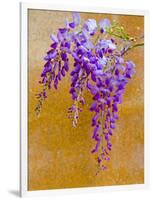 Wisteria Blooming in Spring, Sonoma Valley, California, USA-Julie Eggers-Framed Photographic Print