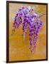 Wisteria Blooming in Spring, Sonoma Valley, California, USA-Julie Eggers-Framed Photographic Print