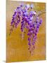 Wisteria Blooming in Spring, Sonoma Valley, California, USA-Julie Eggers-Mounted Photographic Print