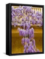 Wisteria Blooming in Spring, Sonoma Valley, California, USA-Julie Eggers-Framed Stretched Canvas