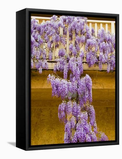 Wisteria Blooming in Spring, Sonoma Valley, California, USA-Julie Eggers-Framed Stretched Canvas