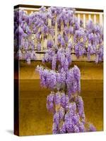 Wisteria Blooming in Spring, Sonoma Valley, California, USA-Julie Eggers-Stretched Canvas