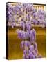 Wisteria Blooming in Spring, Sonoma Valley, California, USA-Julie Eggers-Stretched Canvas