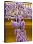 Wisteria Blooming in Spring, Sonoma Valley, California, USA-Julie Eggers-Stretched Canvas