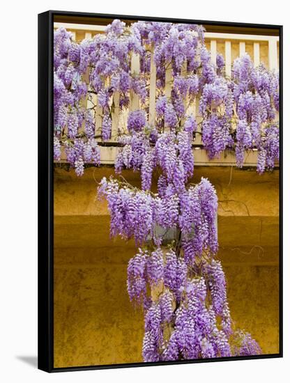 Wisteria Blooming in Spring, Sonoma Valley, California, USA-Julie Eggers-Framed Stretched Canvas