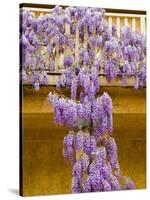 Wisteria Blooming in Spring, Sonoma Valley, California, USA-Julie Eggers-Stretched Canvas