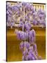 Wisteria Blooming in Spring, Sonoma Valley, California, USA-Julie Eggers-Stretched Canvas