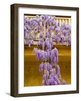 Wisteria Blooming in Spring, Sonoma Valley, California, USA-Julie Eggers-Framed Photographic Print