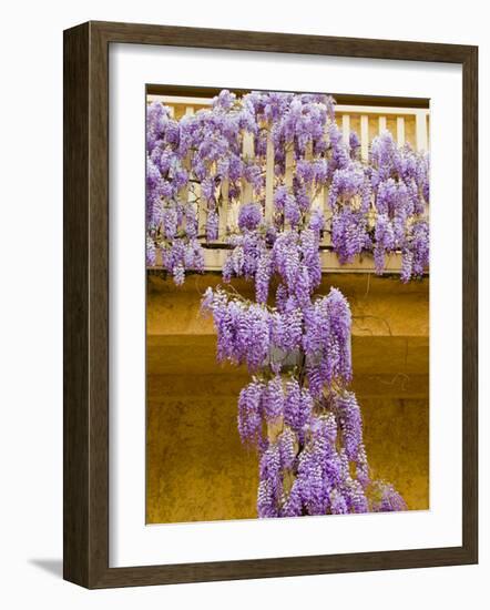 Wisteria Blooming in Spring, Sonoma Valley, California, USA-Julie Eggers-Framed Photographic Print