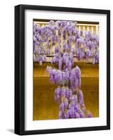 Wisteria Blooming in Spring, Sonoma Valley, California, USA-Julie Eggers-Framed Photographic Print