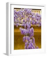 Wisteria Blooming in Spring, Sonoma Valley, California, USA-Julie Eggers-Framed Photographic Print