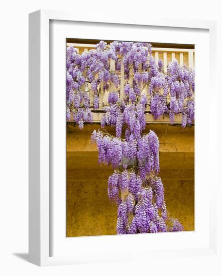 Wisteria Blooming in Spring, Sonoma Valley, California, USA-Julie Eggers-Framed Photographic Print