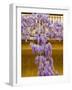 Wisteria Blooming in Spring, Sonoma Valley, California, USA-Julie Eggers-Framed Photographic Print