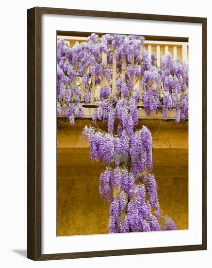 Wisteria Blooming in Spring, Sonoma Valley, California, USA-Julie Eggers-Framed Photographic Print