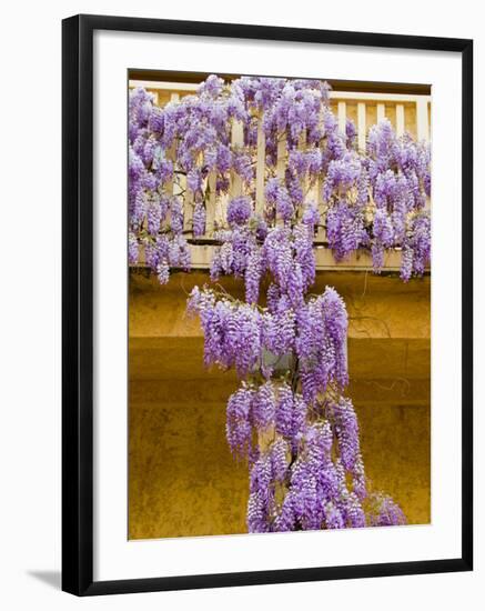 Wisteria Blooming in Spring, Sonoma Valley, California, USA-Julie Eggers-Framed Photographic Print