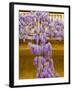 Wisteria Blooming in Spring, Sonoma Valley, California, USA-Julie Eggers-Framed Photographic Print