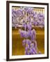 Wisteria Blooming in Spring, Sonoma Valley, California, USA-Julie Eggers-Framed Photographic Print