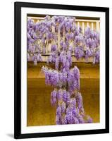 Wisteria Blooming in Spring, Sonoma Valley, California, USA-Julie Eggers-Framed Photographic Print