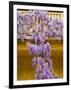 Wisteria Blooming in Spring, Sonoma Valley, California, USA-Julie Eggers-Framed Photographic Print