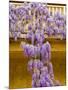 Wisteria Blooming in Spring, Sonoma Valley, California, USA-Julie Eggers-Mounted Photographic Print