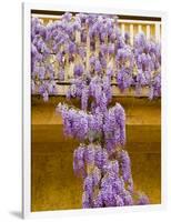 Wisteria Blooming in Spring, Sonoma Valley, California, USA-Julie Eggers-Framed Photographic Print