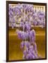 Wisteria Blooming in Spring, Sonoma Valley, California, USA-Julie Eggers-Framed Photographic Print