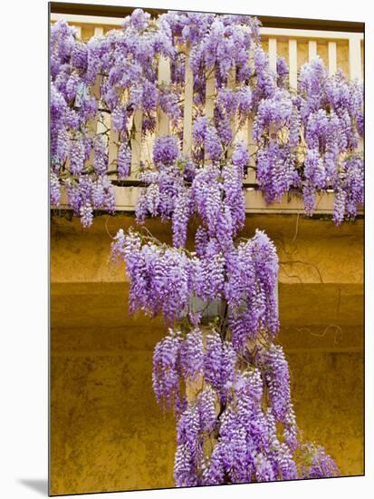 Wisteria Blooming in Spring, Sonoma Valley, California, USA-Julie Eggers-Mounted Photographic Print