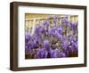 Wisteria Blooming in Spring, Sonoma Valley, California, USA-Julie Eggers-Framed Photographic Print