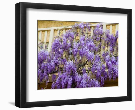 Wisteria Blooming in Spring, Sonoma Valley, California, USA-Julie Eggers-Framed Photographic Print