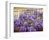 Wisteria Blooming in Spring, Sonoma Valley, California, USA-Julie Eggers-Framed Photographic Print