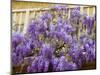 Wisteria Blooming in Spring, Sonoma Valley, California, USA-Julie Eggers-Mounted Photographic Print