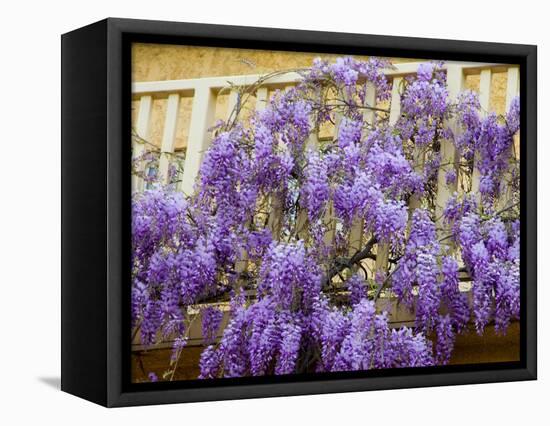 Wisteria Blooming in Spring, Sonoma Valley, California, USA-Julie Eggers-Framed Stretched Canvas