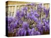 Wisteria Blooming in Spring, Sonoma Valley, California, USA-Julie Eggers-Stretched Canvas