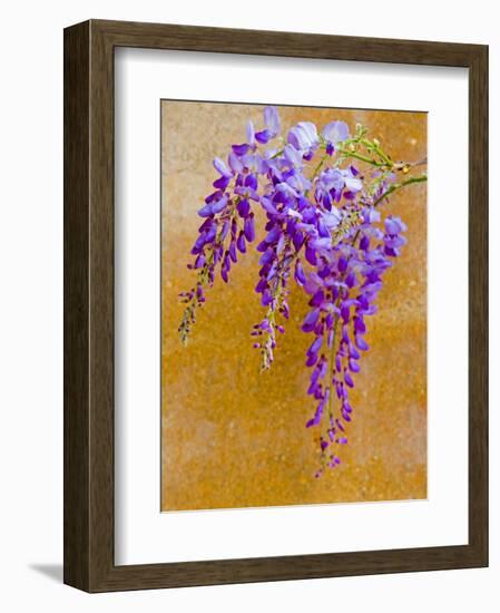 Wisteria Blooming in Spring, Sonoma Valley, California, USA-Julie Eggers-Framed Photographic Print