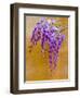 Wisteria Blooming in Spring, Sonoma Valley, California, USA-Julie Eggers-Framed Photographic Print