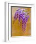 Wisteria Blooming in Spring, Sonoma Valley, California, USA-Julie Eggers-Framed Photographic Print