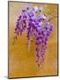 Wisteria Blooming in Spring, Sonoma Valley, California, USA-Julie Eggers-Mounted Photographic Print