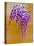 Wisteria Blooming in Spring, Sonoma Valley, California, USA-Julie Eggers-Stretched Canvas