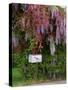 Wisteria Blooms & Hawthorn Tree Blossoms-Steve Terrill-Stretched Canvas