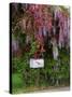 Wisteria Blooms & Hawthorn Tree Blossoms-Steve Terrill-Stretched Canvas