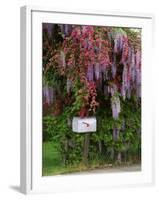 Wisteria Blooms & Hawthorn Tree Blossoms-Steve Terrill-Framed Photographic Print