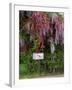 Wisteria Blooms & Hawthorn Tree Blossoms-Steve Terrill-Framed Photographic Print