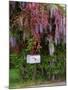 Wisteria Blooms & Hawthorn Tree Blossoms-Steve Terrill-Mounted Photographic Print