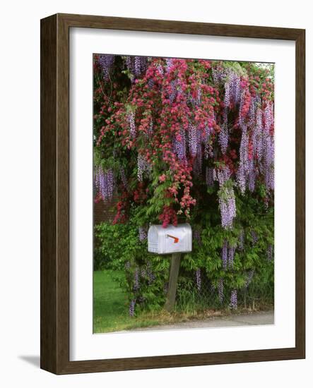 Wisteria Blooms & Hawthorn Tree Blossoms-Steve Terrill-Framed Photographic Print