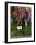 Wisteria Blooms & Hawthorn Tree Blossoms-Steve Terrill-Framed Photographic Print