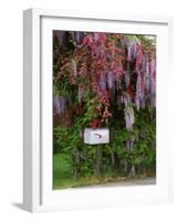 Wisteria Blooms & Hawthorn Tree Blossoms-Steve Terrill-Framed Photographic Print