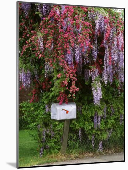 Wisteria Blooms & Hawthorn Tree Blossoms-Steve Terrill-Mounted Photographic Print