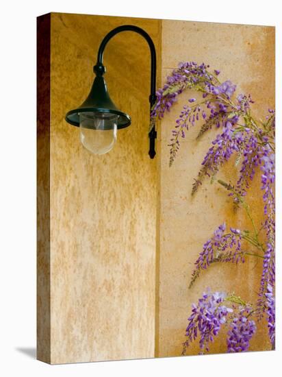 Wisteria Growing at St. Francis Vineyards and Winery, Sonoma Valley, California, USA-Julie Eggers-Stretched Canvas